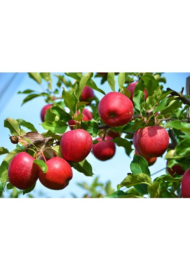 PINK LADY ELMA FİDANI